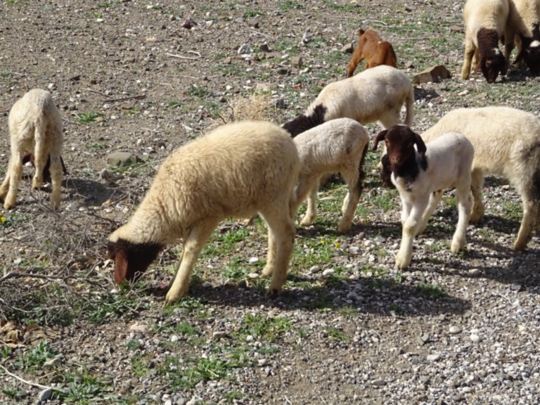Laine-tapis-mouton-atlas
