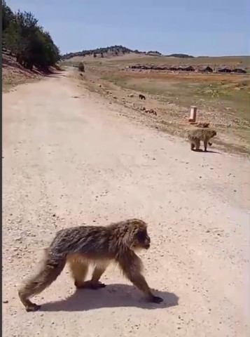 singes-atlas-marocain